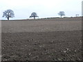 A Field With Trees in the Hedge