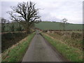 Big Tree Narrow Lane