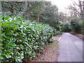 Rhododendron-lined Lane, Wishanger