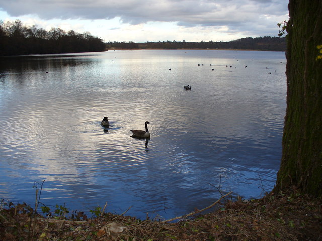 South-west Corner of Frensham Great Pond