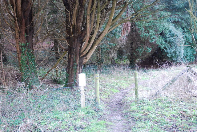Footpath into the woods