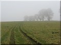 Grassland, Drummond Park