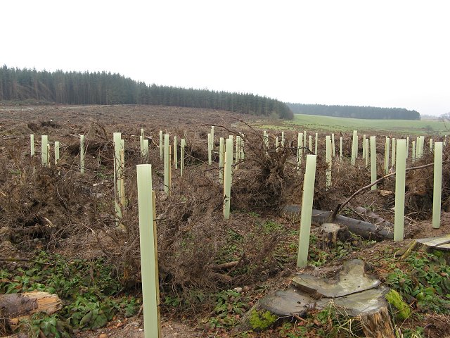 Drumveigh Wood