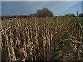 Maize near South Farm