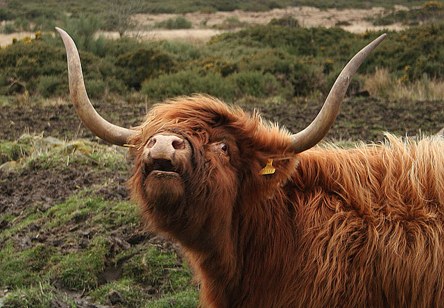 Blackhills Highland cow © Des Colhoun cc-by-sa/2.0 :: Geograph Britain ...