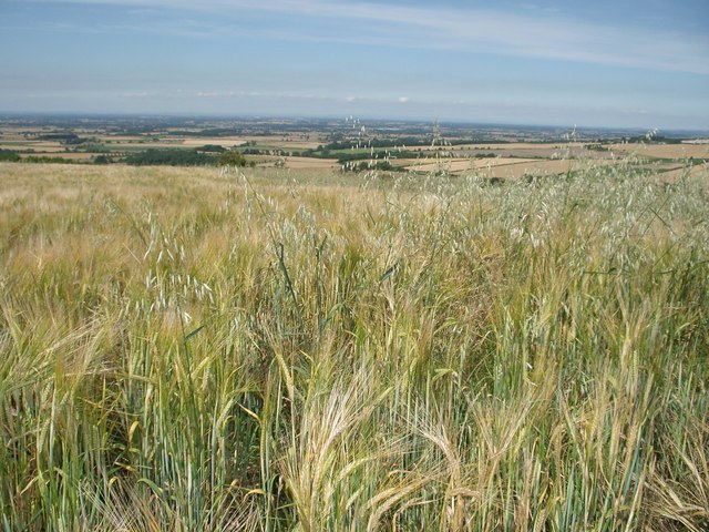Ripening crops, Wolds Way