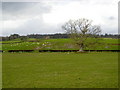 Fields at Duncow