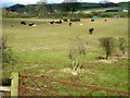 Cattle Near Greenbogue