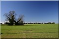 Farmland near South Lopham