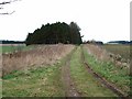 Farm track and woodland