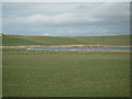 Geese in a grass field