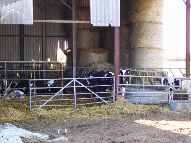 Calves in barn, north of Bishopstone, Swindon