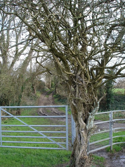 Footpath from the Avon to Moot Lane