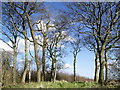 Mill Clump, Mucky Lane, near Burton Pidsea