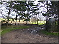 Track forming rear entrance to Heaton House