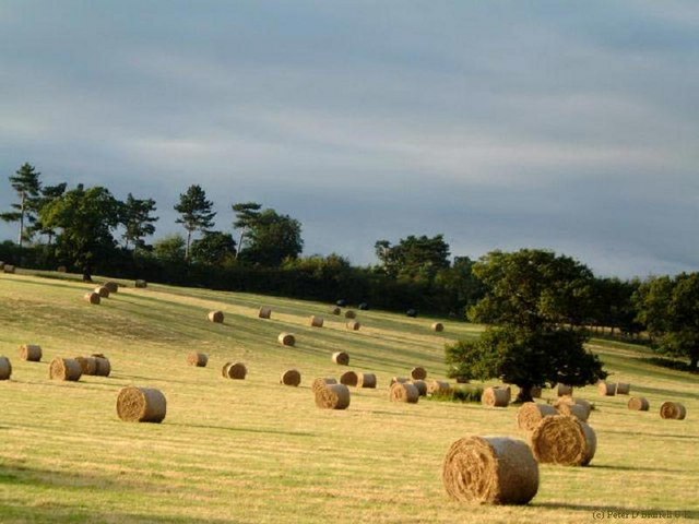 The rolling hayfield