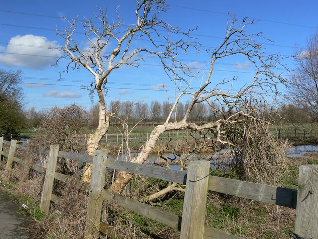Gnarled old tree near the Packhorse Bridge, Aylestone.