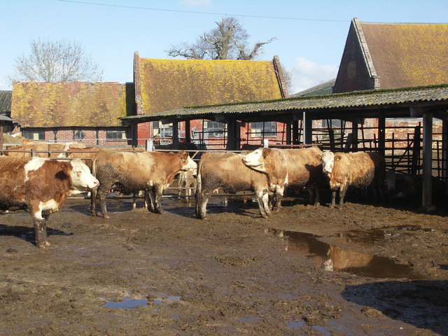 Lea Green Farm (dairy cattle)