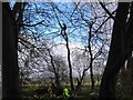 Tree surgery in progress, Southcott, Wiltshire