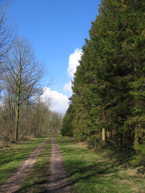 Track Through Cherry Wood
