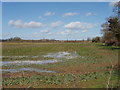 Wet field growing brassica