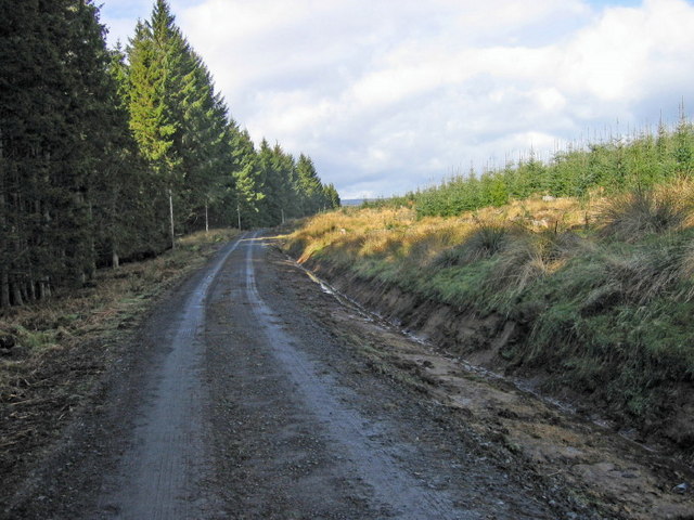 Forest road near Comb Hill