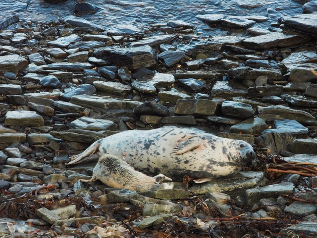 Atlantic Grey Seal with pup on Hen of Gairsay shore