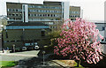 Magnolia Tree South Devon College