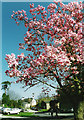 Magnolia tree former South Devon College grounds