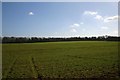 Farmland near the A11 / A14 intersection