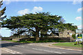 Cedar of Lebanon at Kiddington