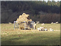 Sheep feeding near the Wessex Ridgeway