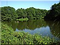 Hill Hook Mill Pond L N R, with Sutton TV mast peeping over the trees.