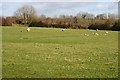 Sheep Pasture near Wayland