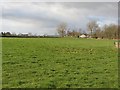 Pasture on the edge of Alyth