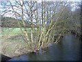 The River Arrow, near Titley