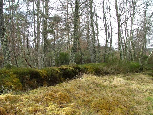 Woodland at Teandalloch