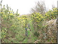 Footbridge in the whins