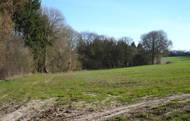 Field & Woodland on southern slopes of South Downs