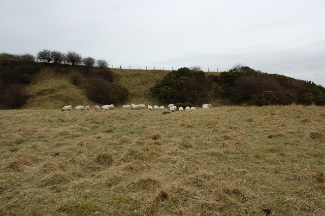 Sheep sheltering in Moorsley Quarry