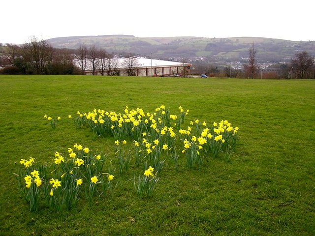 Daffodils in Pontllanfraith
