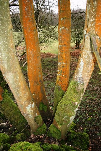 Orange Lichen, near Thrang End Wood