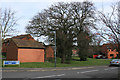 Protected tree, Austin Edwards Drive, Emscote