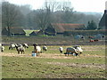 Sheep and Pigs at Heath Farm Wenhaston