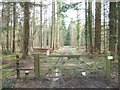 Footpath through the Wood