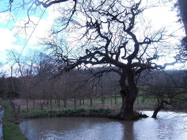 Twisted tree and pond