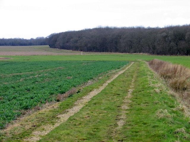 Field track leading to Little Haw Wood