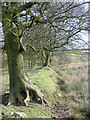 Tree-lined bank at field boundary