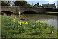SO4158 : Daffodils in Eardisland by Philip Halling