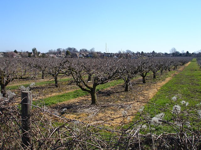 Orchard by Starveacre Lane